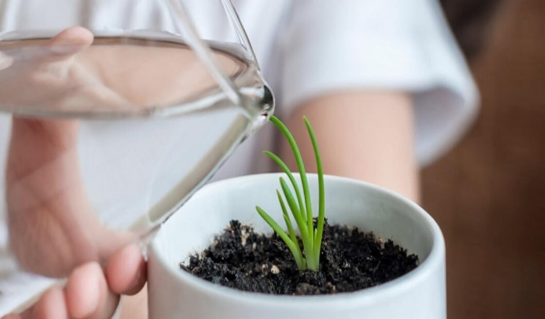 Consejos de los expertos que te ayudarán a cuidar tus plantas de interior