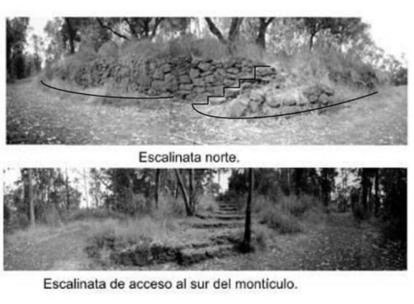 El bosque que nació por una fábrica de papel