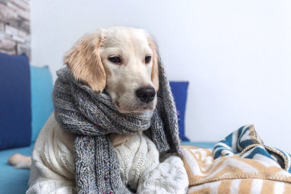 Consejos para mantener protegidos a los perros de las bajas temperaturas. Fuente: Freepik.
