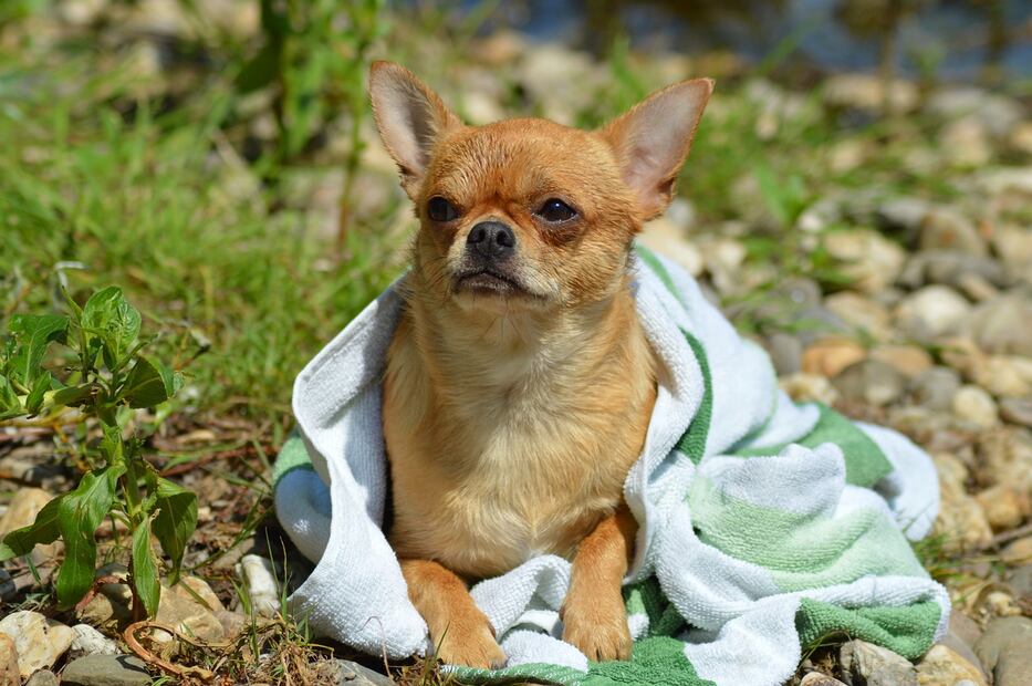 Perro mojado. Fuente: Pixabay